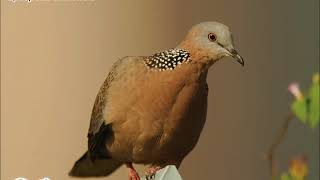 雀鳥叫聲 – 珠頸斑鳩 Bird Calls – Spotted Dove