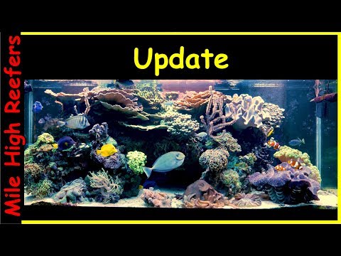 Tank Update and PGSAquatics Videos