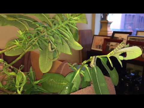 Free-Range Monarch Caterpillars--September 11, 2016