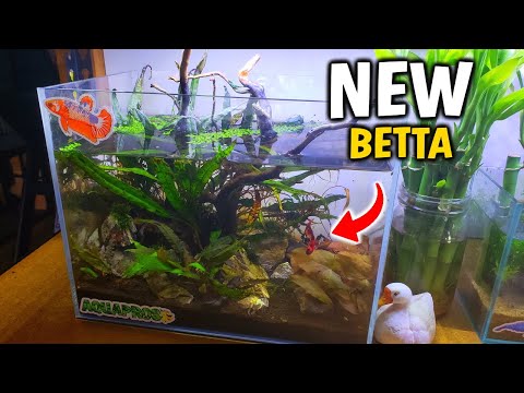 TIME FOR A NEW BETTA FISH! OR 2... | AQUAPROS |