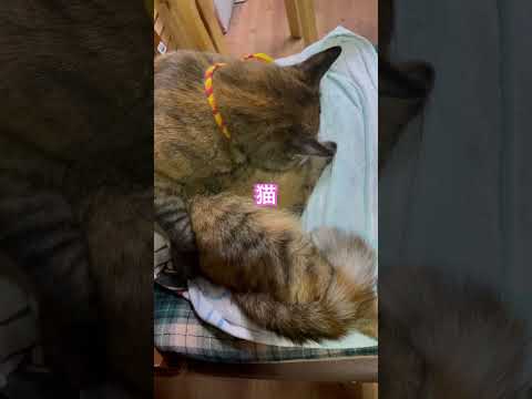 ウチの実家の猫の毛繕い😊癒されるな💕今から正月モード😊