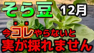 【そら豆】12月にコレやらないと実が採れません。○○の人は必ずやって欲しいことについてお話します。