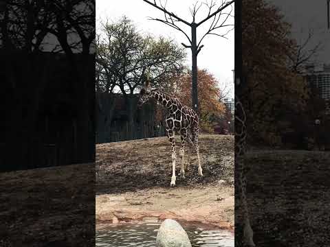 Graceful Giant #giraffe