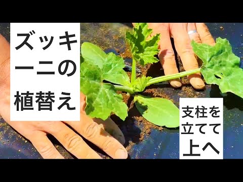 ズッキーニの苗の植替えの作業｜支柱を立てて上へ上へと伸ばしていく