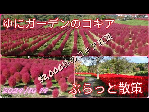 ゆにガーデンコキアの紅葉32,000株ぶらっと散策【過走行ワゴンRで走り回り動画撮ってます】まだまだ走れます#コキア#紅葉#ガーデン