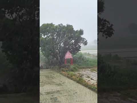 BARISH #farming #farminglife #trendingshorts #viralshort #youtubeshorts #shorts