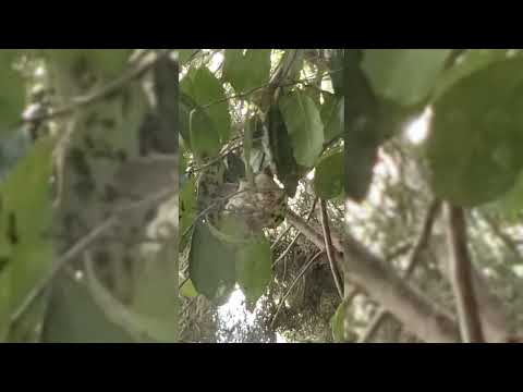 Two new hummingbird babies showed up in the same nest outside the window