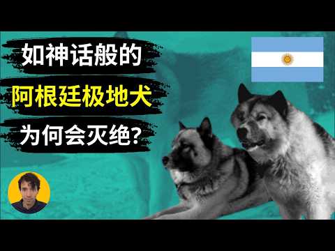 如神话般的阿根廷极地犬为何会灭绝?（一只狗的故事告诉你阿根廷为什么会从富国变为穷国）