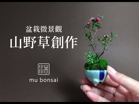 微景觀山野草創作∣茉莉愛草 mu bonsai 苔盆景 豆盆栽 ミニ盆栽