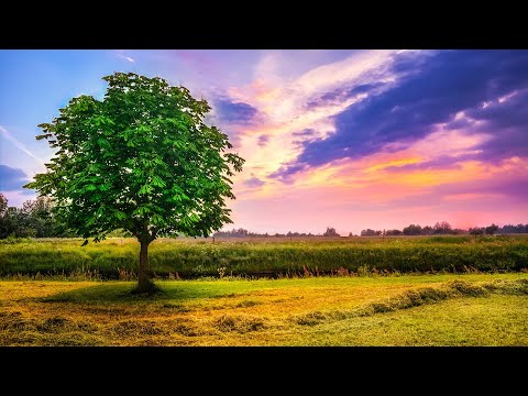 自然声音  平静静心  解压放松  工作休息  Ambient  Music   relaxing music