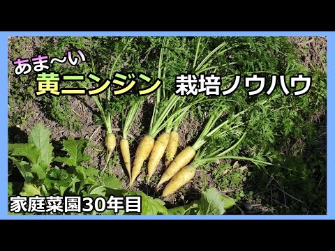 【黄ニンジンの種まき～収穫ノウハウ】家庭菜園30年目 無農薬