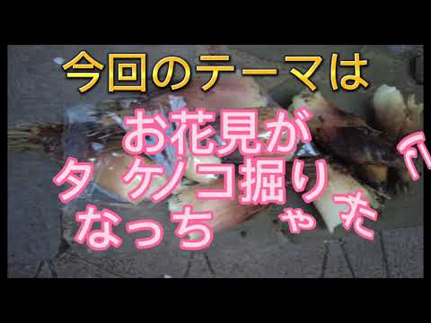 Vol.018_あんずの別荘キレイにするワン〔春の訪れ。桜の花見のはずがタケノコ堀になっちゃった。タケノコのお刺身とこんにゃくはヘルシーな食事でした。〕タケノコ欲しい方はお越しくださいませ。