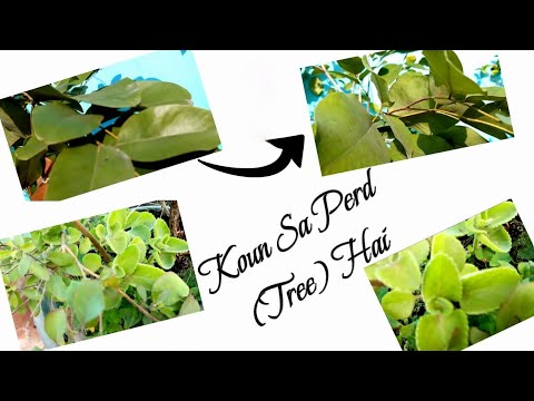 Pahchano Koun Sa Perd (Tree) Hai #karigardidi #treeplantation  @jhumavlogs839 Thanks for watching