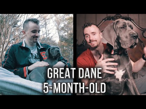 Owning a Great Dane 5-Month-Old