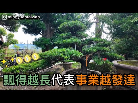 ｜門市大補貨，現在賞樹正是時候｜#台灣銘園 #台灣銘園園藝事業有限公司 #景觀設計