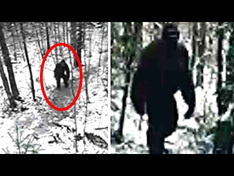 Hunters Stumble Upon 12-Foot Bigfoot While Tracking Giant Grizzly!