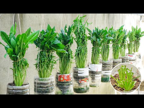 Secret To Triple Productivity With A No-Daily-Watering Vegetable Garden