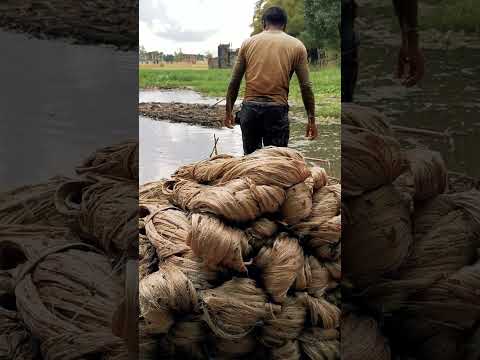 Harvesting Jute in Mayapur