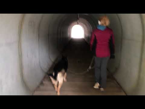 German Shepherd Hiking at a mill powered by black river. This mill grinds grains to flour