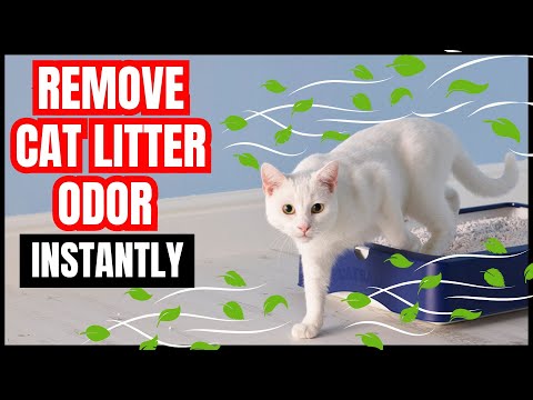 How to Get Rid of Cat Litter Smell Fast?