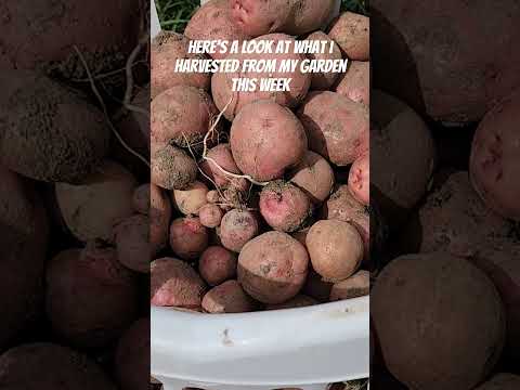 This Week's Garden Harvest!!