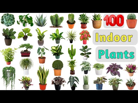 Indoor Plants Vocabulary ll 100 Indoor Plants Name In English With Pictures ll Plants Names