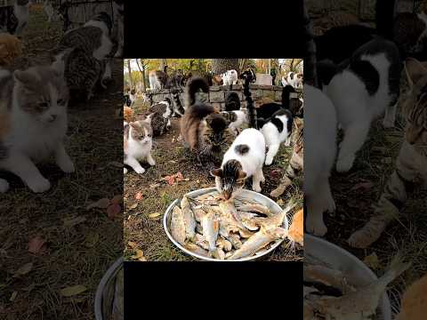 Nothing could be more fitting as a Christmas gift for street cats than fish.