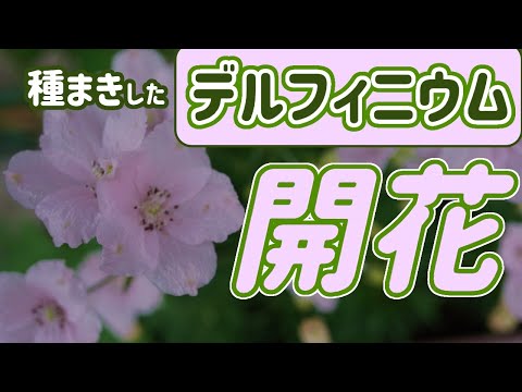 デルフィニウム 初めて種まきしてサクラピンク色の花が咲きました