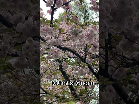 Keukenhof Gardens #travel #nature #music #relaxing #flowers #meditation #travelvlog #traveling #fyp