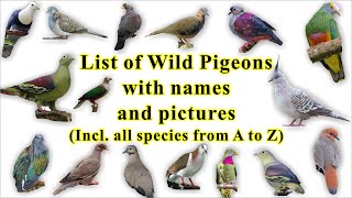 List of Wild Pigeon (all 344 species with names and images)