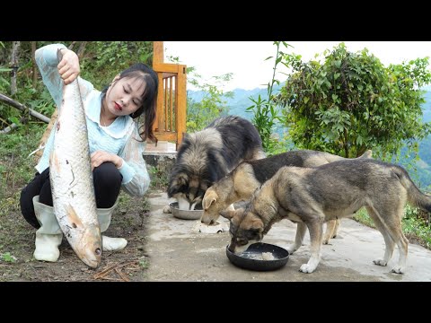 Processing dead fish into super delicious food for pets, improving garden soil to grow vegetables.