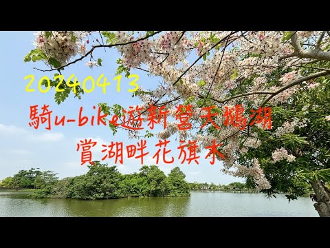 萬ㄟeye台灣20240413騎u bike遊新營天鵝湖賞湖畔花旗木   4K