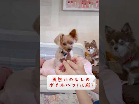 【犬のおやつ 無添加 手づくり】ハツ食べて元気になるぞ‼️🐶💕🐶