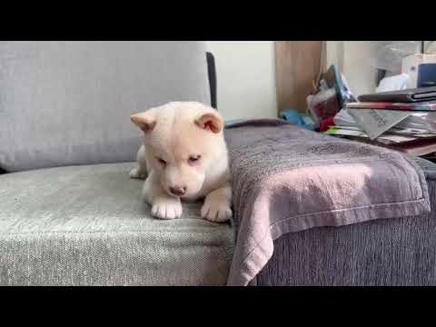 Shiba Inu - Santiago