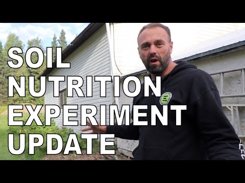 Permaculture gardening, improving  soil nutrition experiment- Update September 1, 2020