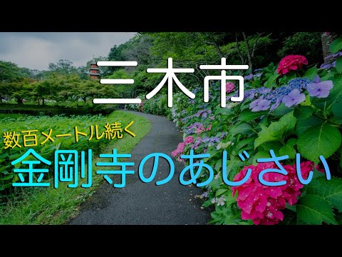 【兵庫県三木市】美し過ぎる金剛寺あじさいロードの秘密/観光旅行vlog/ The Most Photogenic Ajisai (Hydrangea) Street in Hyogo Japan