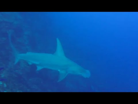 Great Diving in Curacao (inc. hammerhead shark)