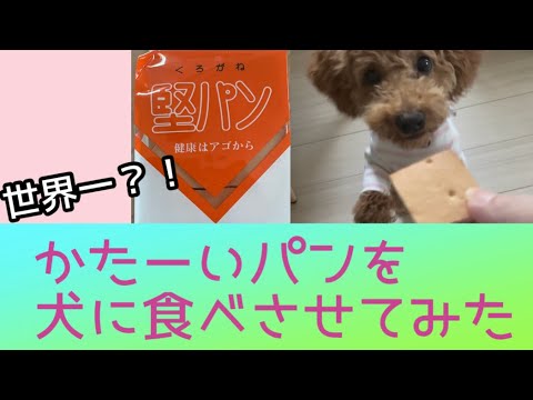 世界一？！堅いパンを食べる犬