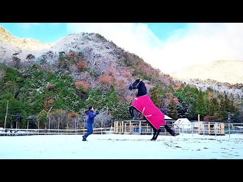 ウマは喜び 馬場駈けまわり⛄️🐎💨