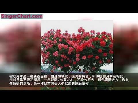 瘋狂的「樹狀月季」，1小時搶空180棵，剩下不到300棵，一棵包郵