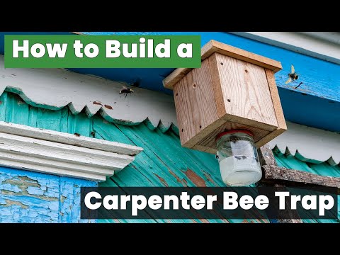 You Won't Believe How Easy It Is to Build a Carpenter Bee Trap