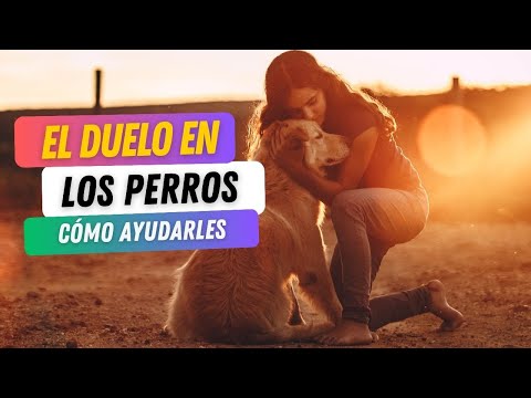 El Duelo de Nuestros Perros  Cómo Ayudarles a Sanar