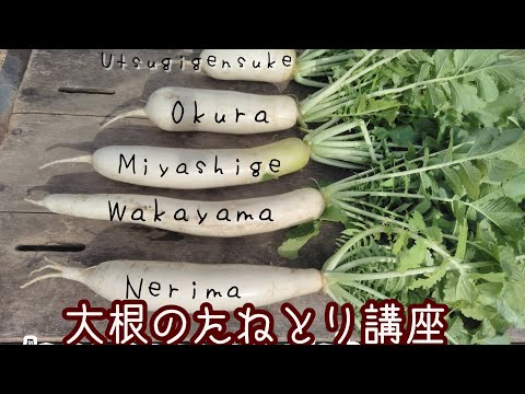 【大根大国ニッポン】日本在来大根の種とり/硬いサヤからタネだけ取り出す方法