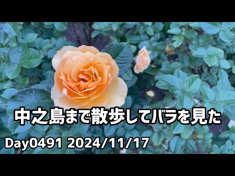 Day0491_中之島で薔薇を見た。バルザック『ゴリオ爺さん』を読み終えた。面白いし考えさせられる。【2024年11月17日】