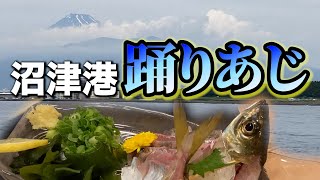 【沼津港】あじ三昧！活あじ、特大アジフライ、なめろう茶漬けを堪能