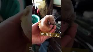 小太陽鸚鵡 皮皮 好想睡喔..真的撐不住了 #小太陽鸚鵡 #打瞌睡 #parrot #short