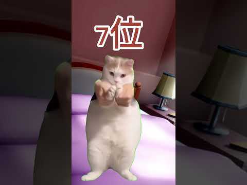 流行っている猫ミームランキング🐈　猫ミーム面白すぎて最高。チャネル登録お願いします。#日本 #japan #チャネル登録お願いします #猫ミーム