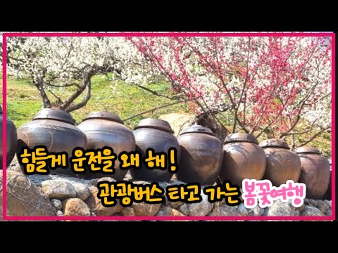 3월여행지추천 봄꽃축제 광양매화마을 국내관광버스여행 패키지로 운전하지않고 봄축제 즐기는방법