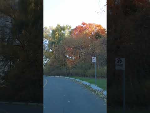 Beautiful Nature #fallfoliage #autumncolours #shortvideo