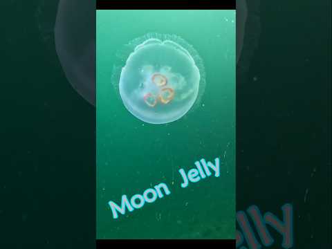 Moon Jelly 🌙🪼🌊 🤿 #moonjelly #jelly #jellyfish #redondobeach